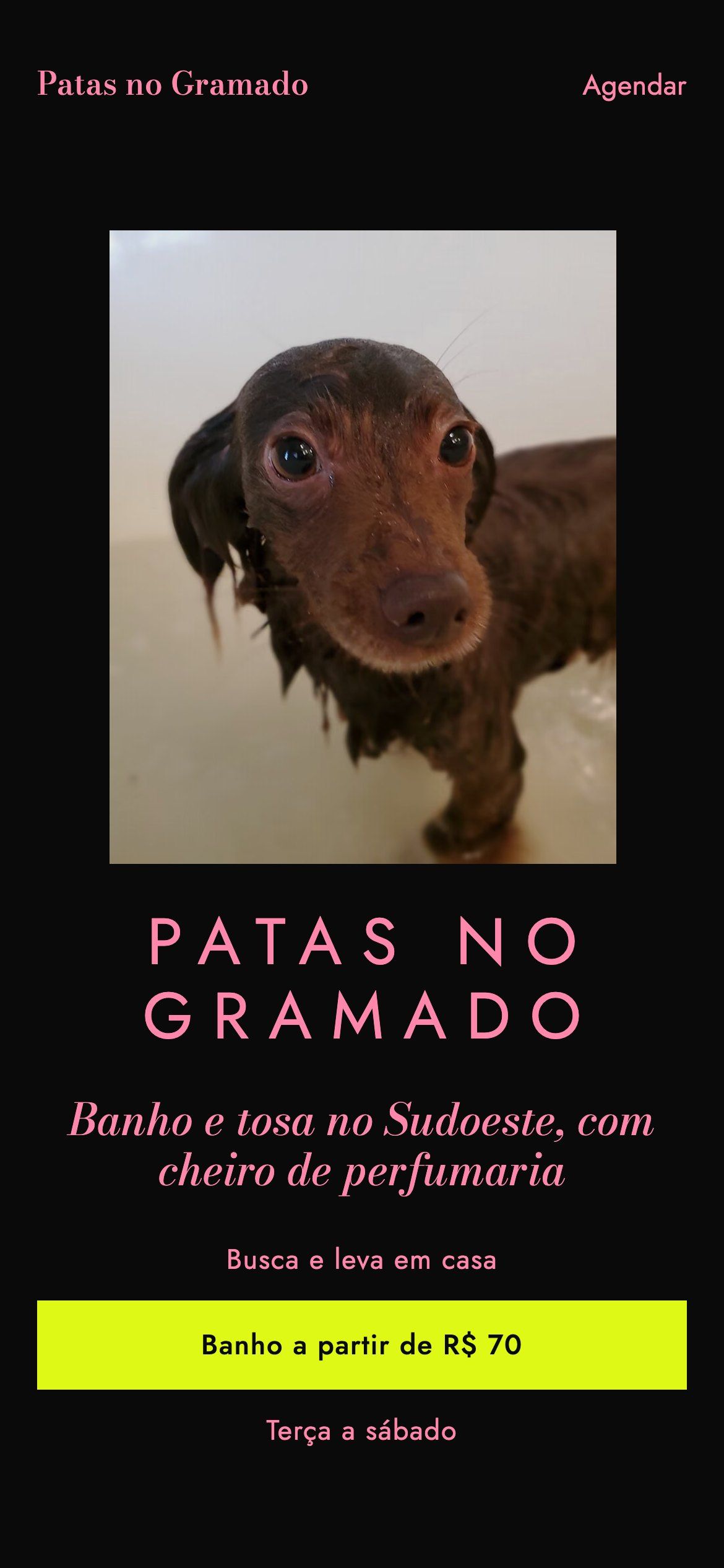 Primeira tela do site da Patas no Gramado no celular, com o cachorro, o nome e o botão verde-limão do banho